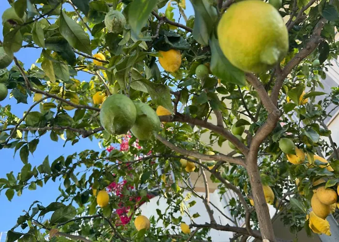 Napitia Hills Apartamento *